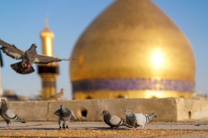 کبوتران و گنبد حرم امیرالمؤمنین امام علی