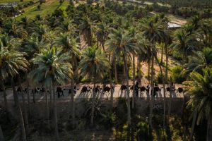 کاروان شتر در مسیر پیاده‌روی اربعین در حال عبور از نخلستان