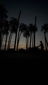 یک زائر با کالسکه شب‌هنگام از بین نخل‌ها عبور می‌کند