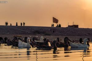 مسیر پیاده‌روی اربعین و اردک‌ها در آب