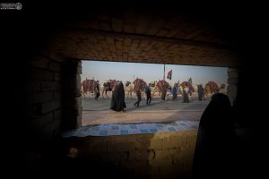 کاروان شتر در مسیر پیاده‌روی اربعین