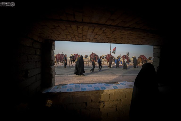 کاروان شتر در مسیر پیاده‌روی اربعین