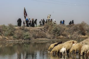 عبور زائران اربعین از کنار برکه و دامی در حال خوردن آب