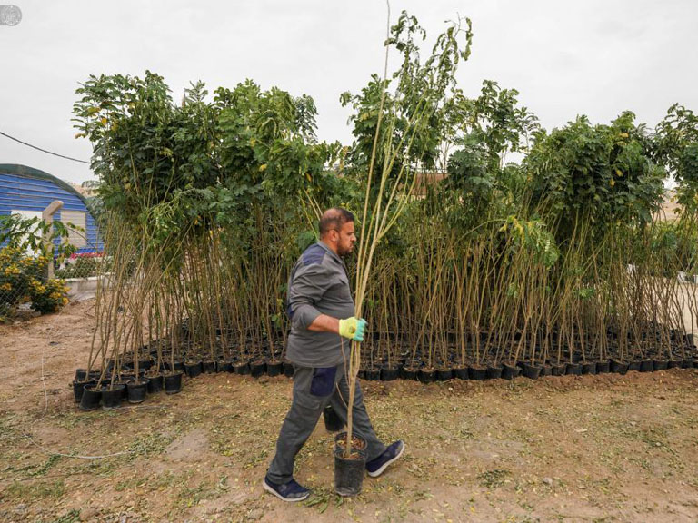 آغاز پویش کاشت نهال