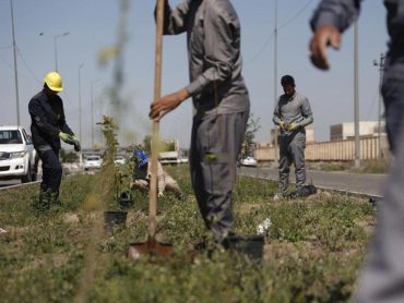آمادگی آستان مقدس علوی برای برگزاری بزرگ‌ترین پویش درخت‌کاری در نجف