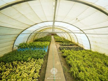 مشارکت نهالستان مرکزی آستان علوی در طرح‌های بیابان‌زدایی و فضای سبز نجف