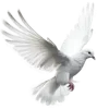 bird-L