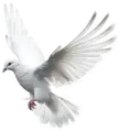 bird-R